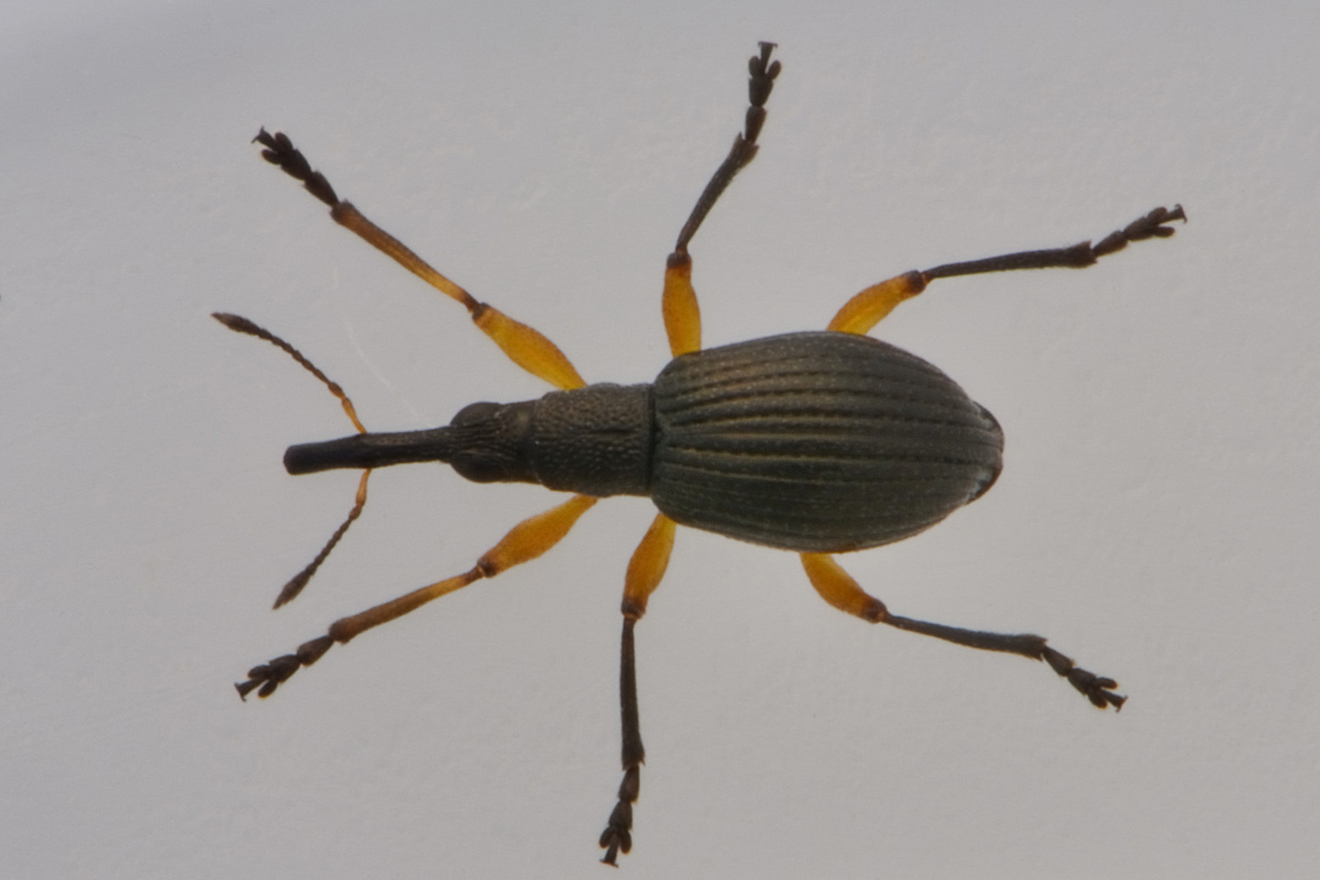 Apionidae: Protapion sp?   Sì,  Protapion apricans